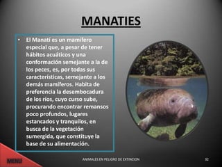 MANATIES
• El Manatí es un mamífero
  especial que, a pesar de tener
  hábitos acuáticos y una
  conformación semejante a la de
  los peces, es, por todas sus
  características, semejante a los
  demás mamíferos. Habita de
  preferencia la desembocadura
  de los ríos, cuyo curso sube,
  procurando encontrar remansos
  poco profundos, lugares
  estancados y tranquilos, en
  busca de la vegetación
  sumergida, que constituye la
  base de su alimentación.

                        ANIMALES EN PELIGRO DE EXTINCION   32
 