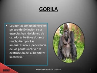 GORILA

• Los gorilas son un género en
  peligro de Extinción y sus
  especies ha sido blanco de
  cazadores furtivos durante
  mucho tiempo. Las
  amenazas a la supervivencia
  de los gorilas incluyen la
  destrucción de su hábitat y
  la cacería.


                      ANIMALES EN PELIGRO DE EXTINCION   33
 
