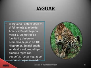 JAGUAR

• El Jaguar o Pantera Onca es
  el felino más grande de
  América. Puede llegar a
  medir 1, 70 metros de
  longitud y tienen un
  promedio de peso de 100
  kilogramos. Su piel puede
  ser de dos colores: el típico
  amarillo rojizo con
  pequeñas roscas negras con
  un punto negro en medio
                       ANIMALES EN PELIGRO DE EXTINCION   34
 