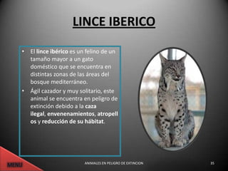 LINCE IBERICO
• El lince ibérico es un felino de un
  tamaño mayor a un gato
  doméstico que se encuentra en
  distintas zonas de las áreas del
  bosque mediterráneo.
• Ágil cazador y muy solitario, este
  animal se encuentra en peligro de
  extinción debido a la caza
  ilegal, envenenamientos, atropell
  os y reducción de su hábitat.




                        ANIMALES EN PELIGRO DE EXTINCION   35
 
