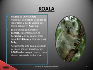 KOALA
• El Koala es un mamífero
  marsupial que habita las copas de
  los arboles y puede vérselo en
  forma salvaje en Australia.
• En un animal sumamente
  pacífico, su alimentación es
  herbívora y en su adultez mide
  entre 61 y 85 cm. y pesa entre 4 y
  14 kg. .
• Actualmente esta bajo protección
  pero aun así son al rededor de
  4.000 koalas los que mueren cada
  año en manos de los hombres.



                        ANIMALES EN PELIGRO DE EXTINCION   36
 