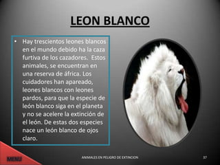 LEON BLANCO
• Hay trescientos leones blancos
  en el mundo debido ha la caza
  furtiva de los cazadores. Estos
  animales, se encuentran en
  una reserva de áfrica. Los
  cuidadores han apareado,
  leones blancos con leones
  pardos, para que la especie de
  león blanco siga en el planeta
  y no se acelere la extinción de
  el león. De estas dos especies
  nace un león blanco de ojos
  claro.

                        ANIMALES EN PELIGRO DE EXTINCION   37
 