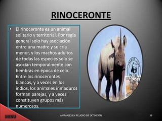 RINOCERONTE
• El rinoceronte es un animal
  solitario y territorial. Por regla
  general solo hay asociación
  entre una madre y su cría
  menor, y los machos adultos
  de todas las especies solo se
  asocian temporalmente con
  hembras en época de celo.
  Entre los rinocerontes
  blancos, y a veces en los
  indios, los animales inmaduros
  forman parejas, y a veces
  constituyen grupos más
  numerosos.
                          ANIMALES EN PELIGRO DE EXTINCION   39
 