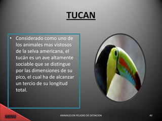 TUCAN

• Considerado como uno de
  los animales mas vistosos
  de la selva americana, el
  tucán es un ave altamente
  sociable que se distingue
  por las dimensiones de su
  pico, el cual ha de alcanzar
  un tercio de su longitud
  total.



                       ANIMALES EN PELIGRO DE EXTINCION   40
 