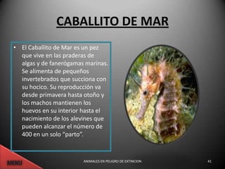 CABALLITO DE MAR
• El Caballito de Mar es un pez
  que vive en las praderas de
  algas y de fanerógamas marinas.
  Se alimenta de pequeños
  invertebrados que succiona con
  su hocico. Su reproducción va
  desde primavera hasta otoño y
  los machos mantienen los
  huevos en su interior hasta el
  nacimiento de los alevines que
  pueden alcanzar el número de
  400 en un solo “parto”.


                        ANIMALES EN PELIGRO DE EXTINCION   41
 