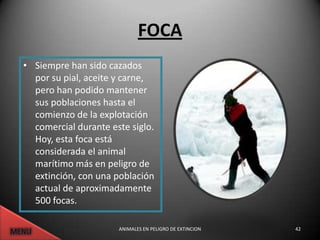 FOCA
• Siempre han sido cazados
  por su pial, aceite y carne,
  pero han podido mantener
  sus poblaciones hasta el
  comienzo de la explotación
  comercial durante este siglo.
  Hoy, esta foca está
  considerada el animal
  marítimo más en peligro de
  extinción, con una población
  actual de aproximadamente
  500 focas.

                      ANIMALES EN PELIGRO DE EXTINCION   42
 