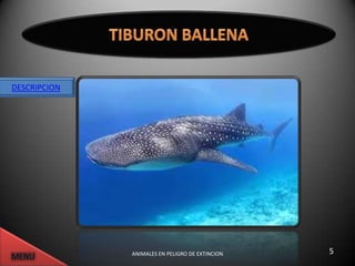 DESCRIPCION




              ANIMALES EN PELIGRO DE EXTINCION   5
 
