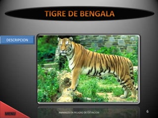 DESCRIPCION




              ANIMALES EN PELIGRO DE EXTINCION   6
 