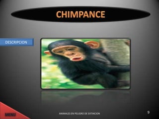 DESCRIPCION




              ANIMALES EN PELIGRO DE EXTINCION   9
 