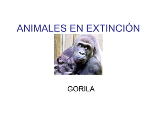 ANIMALES EN EXTINCIÓN GORILA 