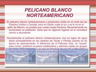 PELICANO BLANCO
                NORTEAMERICANO
El pelicano blanco norteamericano o americano anida en el norte de los
  Estados Unidos y Canadá, pero en Otoño vuela al sur y se le ve en el
golfo de México, es posible que vuelen hasta Panamá. Recientemente ha
  aumentado su población, tanto que en algunos lugares se le considera
  común o abundante.

Normalmente el pelicano blanco norteamericano vive en lagos de agua
 dulce principalmente en los estados de Texas y Florida cuando no es
 época de apareamiento. A diferencia de el Pelicano Gris, no “bucea”
 para comer, prefieren la pesca colaborativa y además vuelan en grupos
 de hasta 3500 ejemplares ya sea en formaciones en “V” o “fila india” y
 viajan hasta 500 Km. en 24 horas a una altura de 3050 metros.
 