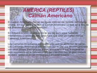 AMERICA (REPTILES)
              Caimán Americano
El Caimán Americano vive en las aguas internas del Sureste de Estados
Unidos. En los Estados Unidos el Caimán Americano ya está en la lista de
los animales en peligro de extinción.

En Estados Unidos su protección es por ley pero sigue habiendo
intercambios y cazas ilegales y eso hace que cada vez hallan menos
Caimanes Americanos.

Los Caimanes Americanos son carnívoros (que se alimentan de carne).
Los Caimanes Americanos son cazados por su piel que es intercambiada
con otros países. Pero gracias a dios, ahora parece que la especie se
está reponiendo en la naturaleza salvaje y también hay un gran número
de éstos caimanes en los zoológicos y ahí están a salvo.
 