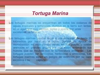 Tortuga Marina
Las tortugas marinas se encuentran en todos los océanos de
   aguas tropicales y templadas. Aunque en la tierra son lentas,
   en el agua son muy rápidas, ágiles y aparte son unas
   excelentes nadadoras.

Las tortugas marinas pueden llegar a una velocidad de hasta 35
   kilómetros por hora en el agua. Durante la época de
   reproducción es muy común verlas en las playas y costas
   arenosas en grandes grupos por que están enterrando sus
   huevos que se incuban con la temperatura ambiental. Las
   tortugas pueden ser carnívoras, herbívoras u omnívoras. Las
   tortugas marinas están en peligro de extinción por su caza
   excesiva o su     captura.
 