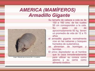 AMERICA (MAMÍFEROS)
   Armadillo Gigante
          Su tamaño de cabeza a cola es de
              150 a 160 cms. de los cuales
              50 cm corresponden a la cola.
              Su        peso     es       de
              aproximadamente 60 kg. tienen
              un promedio de vida de 12 a 15
              años
          el armadillo gigante normalmente
              vive en las sabanas y bosques
              húmedos de sudamérica.
          se alimentan de hormigas y
              termitas.
          El único depredador es el hombre
              que lo caza inmoderadamente
              para utilizar su coraza como
              adorno y su carne como
              alimento exótico.
 