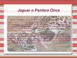 Jaguar o Pantera Onca

El Jaguar o Pantera Onca es el felino más grande de América. Puede
llegar a medir 1, 70 metros de longitud y tienen un promedio de peso de
100 kilogramos. Su piel puede ser de dos colores: el típico amarillo rojizo
con pequeñas roscas negras con un punto negro en medio de diferentes
formas y tamaños por todo el cuerpo y el otro no muy común pardo
obscuro muy similar al negro.
Su alimento constituye de animales grandes, medianos y chicos como
ganado vacuno (formado por vacas y toros), venados y tapires. Son muy
activos en las noches pero no es raro verlos en el día. Cazan en el
amanecer y el atardecer. Se encuentran en peligro por la caza excesiva
y por la deforestación de su hábitat.
 