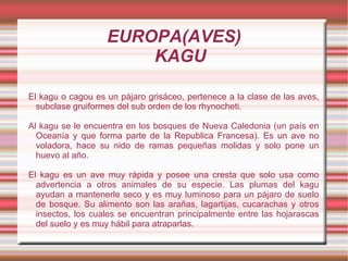EUROPA(AVES)
                       KAGU

El kagu o cagou es un pájaro grisáceo, pertenece a la clase de las aves,
  subclase gruiformes del sub orden de los rhynocheti.

Al kagu se le encuentra en los bosques de Nueva Caledonia (un país en
  Oceanía y que forma parte de la Republica Francesa). Es un ave no
  voladora, hace su nido de ramas pequeñas molidas y solo pone un
  huevo al año.

El kagu es un ave muy rápida y posee una cresta que solo usa como
  advertencia a otros animales de su especie. Las plumas del kagu
  ayudan a mantenerle seco y es muy luminoso para un pájaro de suelo
  de bosque. Su alimento son las arañas, lagartijas, cucarachas y otros
  insectos, los cuales se encuentran principalmente entre las hojarascas
  del suelo y es muy hábil para atraparlas.
 