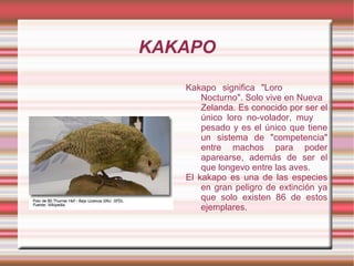 KAKAPO

   Kakapo significa "Loro
       Nocturno". Solo vive en Nueva
       Zelanda. Es conocido por ser el
       único loro no-volador, muy
       pesado y es el único que tiene
       un sistema de "competencia"
       entre machos para poder
       aparearse, además de ser el
       que longevo entre las aves.
   El kakapo es una de las especies
       en gran peligro de extinción ya
       que solo existen 86 de estos
       ejemplares.
 