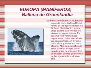 EUROPA (MAMÍFEROS)
 Ballena de Groenlandia
           La ballena de Groenlandia, también
               conocida como Ballena Boreal,
               habita en las aguas heladas del
               Océano Glacial Ártico y es la
               única ballena que vive todo el
               año en las aguas árticas. En
               invierno y en verano hace
               migraciones cortas sin salir de
               las aguas árticas, en invierno
               hacia el sur y en verano hacia
               el norte. Algo característico de
               estas ballenas es que tienen
               una de grasa de más de 70cm
               de espesor que les permite vivir
               en las aguas heladas todo el
               año.
 