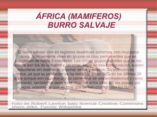 ÁFRICA (MAMIFEROS)
              BURRO SALVAJE


   El burro salvaje vive en regiones desérticas extremas, con muy poca
     lluvia. Normalmente viven en grupos no muy permanentes que se
 componen de hasta 5 miembros. Los únicos grupos estables que se les
conoce son los de la madre y las crías, fuera de esa configuración, suelen
  mezclarse sin realmente importar sexos y edades. Su extinción es
 critica, ya que su población se ha reducido en un 90% en los últimos 20
años porque son cazados por su carne, que se usa en medicinas y como
  alimento, también se debe a las muertes entre ellos por las peleas por
      agua, además de que se cree que se han cruzado con los burros
                                 comunes.
 