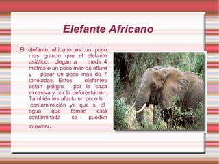 Elefante Africano
El elefante africano es un poco
   mas grande que el elefante
   asiático. Llegan a      medir 4
   metros o un poco mas de altura
   y    pesar un poco mas de 7
   toneladas. Estos       elefantes
   están peligro      por la caza
   excesiva y por la deforestación.
   También les afecta un poco la
    contaminación ya que si el
   agua     que     toman      está
   contaminada       se     pueden
   intoxicar   .
 