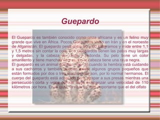 Guepardo
El Guepardo es también conocido como onza africana y es un felino muy
grande que vive en África. Pocos Guepardos viven en Irán y en el noroeste
de Afganistán. El guepardo pesa entre 50 y 60 kilogramos y mide entre 1,1
y 1,5 metros sin contar la cola. Los Guepardos tienen las patas muy largas
y delgadas, y la cabeza es chica y redonda. Su pelo tiene un color
amarillento y tiene manchas negras. En la cabeza tiene una raya negra.
El guepardo es un animal solitario, menos cuando la hembra está cuidando
a sus cachorros y también pueden existir algunos grupos pequeños que
están formados por dos o tres machos que son, por lo normal hermanos. El
cuerpo del guepardo está adaptado para atrapar a sus presas mientras una
persecución corta y veloz porque llega a alcanzar una velocidad de 110
kilómetros por hora. En la caza, la vista es más importante que el del olfato
 