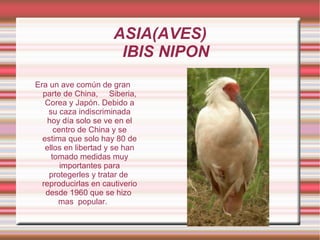 ASIA(AVES)
                       IBIS NIPON
Era un ave común de gran
  parte de China, Siberia,
   Corea y Japón. Debido a
    su caza indiscriminada
    hoy día solo se ve en el
      centro de China y se
  estima que solo hay 80 de
   ellos en libertad y se han
     tomado medidas muy
        importantes para
    protegerles y tratar de
  reproducirlas en cautiverio
   desde 1960 que se hizo
       mas popular.
 