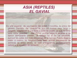 ASIA (REPTILES)
                   EL GAVIAL


Es una especie de saurópsido del orden Crocodilia, la única del
 género Gavialis. Se caracteriza por un hocico muy largo y
 delgado, adaptación a una dieta a base de peces, ya que no sirve
 para cazar grandes     mamíferos; podría llegar a partirse si se
 ejerce demasiada presión, .el cuerpo es el de un cocodrilo,
 aunque las patas son más pequeñas de lo normal. Puede llegar a
 medir 6 metros de longitud.Como este animal únicamente se
 alimenta de estos peces, se está extinguiendo paulatinamente
 debido a la escasez de alimento.
 