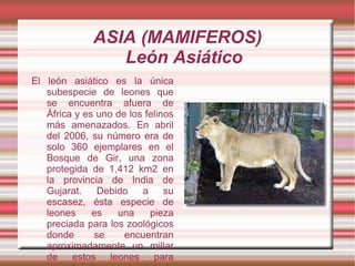 ASIA (MAMIFEROS)
                 León Asiático
El león asiático es la única
   subespecie de leones que
   se encuentra afuera de
   África y es uno de los felinos
   más amenazados. En abril
   del 2006, su número era de
   solo 360 ejemplares en el
   Bosque de Gir, una zona
   protegida de 1,412 km2 en
   la provincia de India de
   Gujarat.    Debido    a     su
   escasez, ésta especie de
   leones     es   una     pieza
   preciada para los zoológicos
   donde      se     encuentran
   aproximadamente un millar
   de estos leones para
 