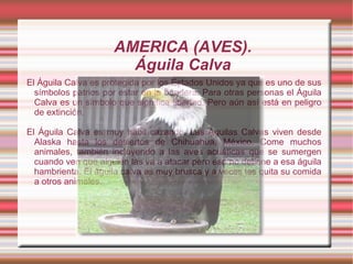 AMERICA (AVES).
                       Águila Calva
El Águila Calva es protegida por los Estados Unidos ya que es uno de sus
  símbolos patrios por estar en la bandera. Para otras personas el Águila
  Calva es un símbolo que significa libertad. Pero aún así está en peligro
  de extinción.

El Águila Calva es muy hábil cazando. Las Águilas Calvas viven desde
  Alaska hasta los desiertos de Chihuahua, México. Come muchos
  animales, también incluyendo a las aves acuáticas que se sumergen
  cuando ven que alguien las va a atacar pero eso no detiene a esa águila
  hambrienta. El águila calva es muy brusca y a veces les quita su comida
  a otros animales.
 