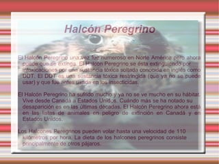 Halcón Peregrino

El Halcón Peregrino una vez fue numeroso en Norte América pero ahora
  puede que se extinga. El Halcón Peregrino se ésta extinguiendo por
  intoxicaciones por una sustancia tóxica soltada conocida en inglés como
  DDT. El DDT es una sustancia tóxica restringida (que ya no se puede
  usar) y que fue antes usada en los insecticidas.

El Halcón Peregrino ha sufrido mucho y ya no se ve mucho en su hábitat.
  Vive desde Canadá a Estados Unidos. Cuándo más se ha notado su
  desaparición es en las últimas décadas. El Halcón Peregrino ahora está
  en las listas de animales en peligro de extinción en Canadá y en
  Estados Unidos.

Los Halcones Peregrinos pueden volar hasta una velocidad de 110
  kilómetros por hora. La dieta de los halcones peregrinos consiste
  principalmente de otros pájaros.
 