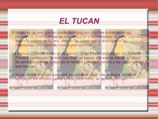 EL TUCAN
El tucán es un ave que se puede distinguir por muchas cosas como su
  plumaje de pavo real que es muy elegante y normalmente de color negros y
  algunos colores en la cola, otra de las cosas que lo distingue es su
  majestuoso pico lleno de color y gran volumen.

La reproducción del tucán es de periodo largo y solo consiste de dos huevos.
  Primero construyen un nido con muchos pasos, por eso se les da el “oficio”
  de semi carpinteros. Después la hembra pone los huevos y los cuida hasta
  que nazcan.

El tucán vive como cualquier otra ave arbórea (que vive la mayor parte del
  tiempo en los árboles) come frutos, hace nidos, se reproducen, etc.
 