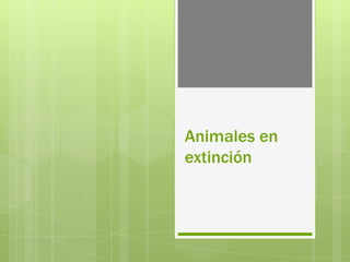 Animales en
extinción

 