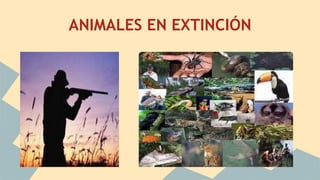ANIMALES EN EXTINCIÓN
 