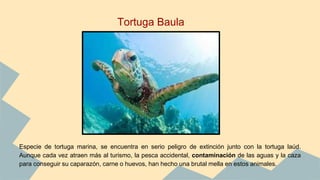 Especie de tortuga marina, se encuentra en serio peligro de extinción junto con la tortuga laúd.
Aunque cada vez atraen más al turismo, la pesca accidental, contaminación de las aguas y la caza
para conseguir su caparazón, carne o huevos, han hecho una brutal mella en estos animales.
Tortuga Baula
 