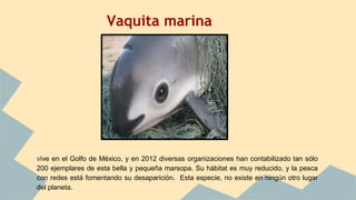 Vive en el Golfo de México, y en 2012 diversas organizaciones han contabilizado tan sólo
200 ejemplares de esta bella y pequeña marsopa. Su hábitat es muy reducido, y la pesca
con redes está fomentando su desaparición. Esta especie, no existe en ningún otro lugar
del planeta.
Vaquita marina
 