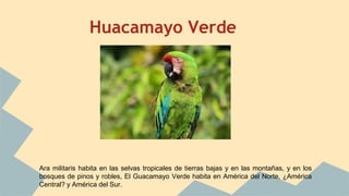Huacamayo Verde
Ara militaris habita en las selvas tropicales de tierras bajas y en las montañas, y en los
bosques de pinos y robles, El Guacamayo Verde habita en América del Norte, ¿América
Central? y América del Sur.
 