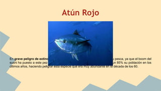 Atún Rojo
En grave peligro de extinción, se están tomando medidas para reducir su pesca, ya que el boom del
sushi ha puesto a este pez en la picota. La sobrepesca, ha reducido en un 85% su población en los
últimos años, haciendo peligrar esta especie que era muy abundante en la década de los 60.
 
