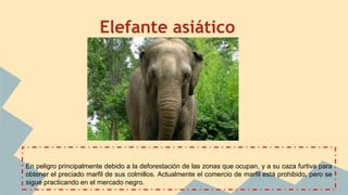 Elefante asiático
En peligro principalmente debido a la deforestación de las zonas que ocupan, y a su caza furtiva para
obtener el preciado marfil de sus colmillos. Actualmente el comercio de marfil está prohibido, pero se
sigue practicando en el mercado negro.
 