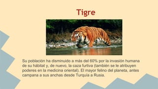 Tigre
Su población ha disminuido a más del 60% por la invasión humana
de su hábitat y, de nuevo, la caza furtiva (también se le atribuyen
poderes en la medicina oriental). El mayor felino del planeta, antes
campana a sus anchas desde Turquía a Rusia.
 
