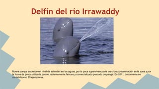 Delfín del río Irrawaddy
Muere porque asciende en nivel de salinidad en las aguas, por la poca supervivencia de las crías,contaminación en la zona y por
la forma de pesca utilizada para el recientemente famoso y comercializado pescado de panga. En 2011, únicamente se
contabilizaron 85 ejemplares.
 