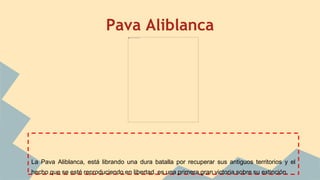Pava Aliblanca
La Pava Aliblanca, está librando una dura batalla por recuperar sus antiguos territorios y el
hecho que se esté reproduciendo en libertad, es una primera gran victoria sobre su extinción.
 
