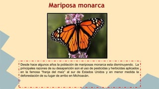 Mariposa monarca
Desde hace algunos años la población de mariposas monarca esta disminuyendo. La
principales razones de su desaparición son el uso de pesticidas y herbicidas aplicados
en la famosa “franja del maíz” al sur de Estados Unidos y en menor medida la
deforestación de su lugar de arribo en Michoacán.
 