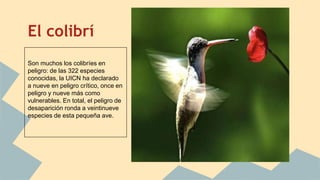 El colibrí
Son muchos los colibríes en
peligro: de las 322 especies
conocidas, la UICN ha declarado
a nueve en peligro crítico, once en
peligro y nueve más como
vulnerables. En total, el peligro de
desaparición ronda a veintinueve
especies de esta pequeña ave.
 