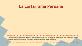 La cortarrama Peruana
La Cortarrama Peruana, estuvo olvidada por más de un siglo y solamente era conocida en un
bosque pequeño cerca de Chiclayo, departamento al norte del Perú.
 