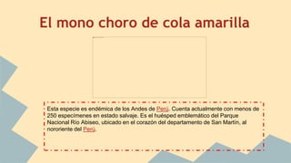 El mono choro de cola amarilla
Esta especie es endémica de los Andes de Perú. Cuenta actualmente con menos de
250 especímenes en estado salvaje. Es el huésped emblemático del Parque
Nacional Río Abiseo, ubicado en el corazón del departamento de San Martín, al
nororiente del Perú.
 