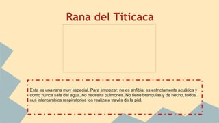 Rana del Titicaca
Esta es una rana muy especial. Para empezar, no es anfibia, es estrictamente acuática y
como nunca sale del agua, no necesita pulmones. No tiene branquias y de hecho, todos
sus intercambios respiratorios los realiza a través de la piel.
 