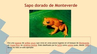 Sapo dorado de Monteverde
Era una especie de anfibio anuro que vivía en unos pocos lugares en el bosque de Monteverde,
en Costa Rica, en América Central. Está clasificado por la IUCN como extinto pues, desde 1989,
no se ha visto un solo ejemplar.
 