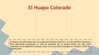 El Huapo Colorado
El Huapo colorado habita sólo en la Llanura Amazónica del Perú, al norte del Río Amazonas.
Está seriamente amenazado en toda su extensión por la cacería furtiva, por ello, está
amparado por la legislación peruana, pero no se encuentra protegido en ninguna unidad de
conservación.
 