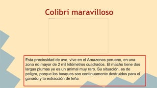 Colibrí maravilloso
Esta preciosidad de ave, vive en el Amazonas peruano, en una
zona no mayor de 2 mil kilómetros cuadrados. El macho tiene dos
largas plumas ye es un animal muy raro. Su situación, es de
peligro, porque los bosques son continuamente destruidos para el
ganado y la extracción de leña.
 