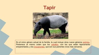 Tapir
Es el único género actual de la familia, la cual incluye otros nueve géneros extintos.
Pertenece al mismo orden que los caballos, con los que están lejanamente
emparentados, y los rinocerontes, que son sus parientes vivos más cercanos.
 